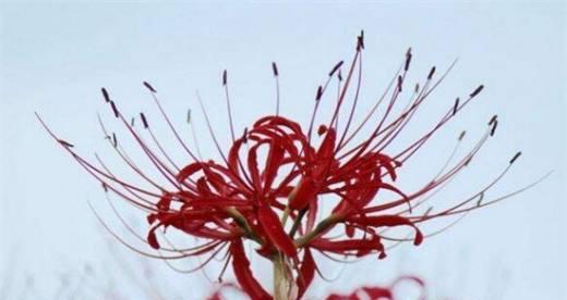 肾蕨的花语和寓意有何特别之处？