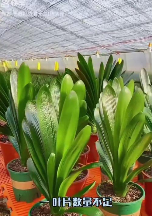 君子兰三四月会开花吗？开花的原因是什么？