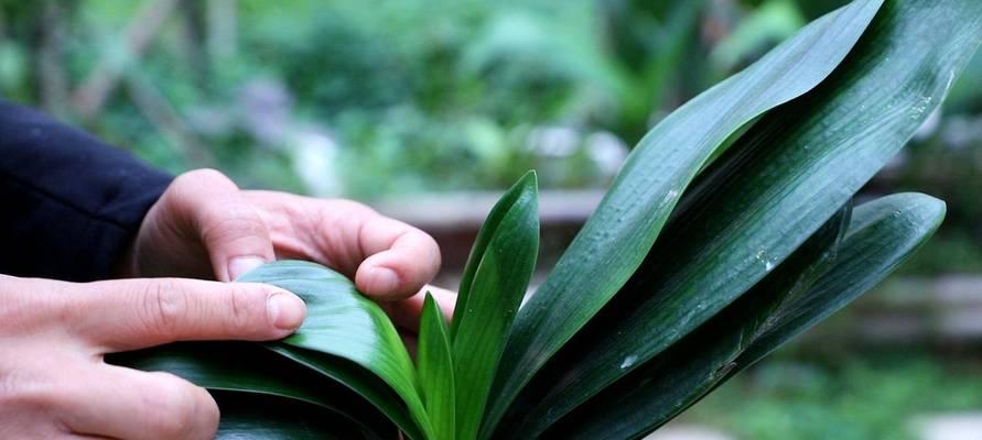 君子兰三四月会开花吗？开花的原因是什么？