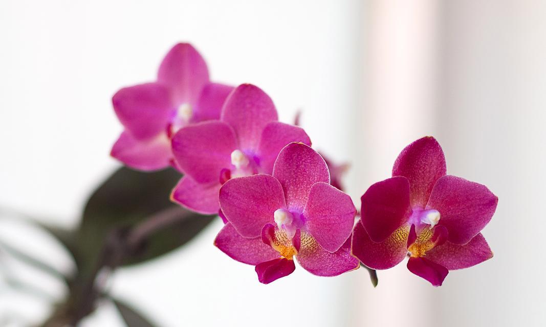蝴蝶兰和玫瑰搭配的花语是什么？这种组合有何含义？