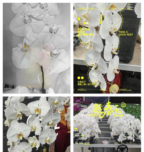 蝴蝶兰和玫瑰搭配的花语是什么？这种组合有何含义？