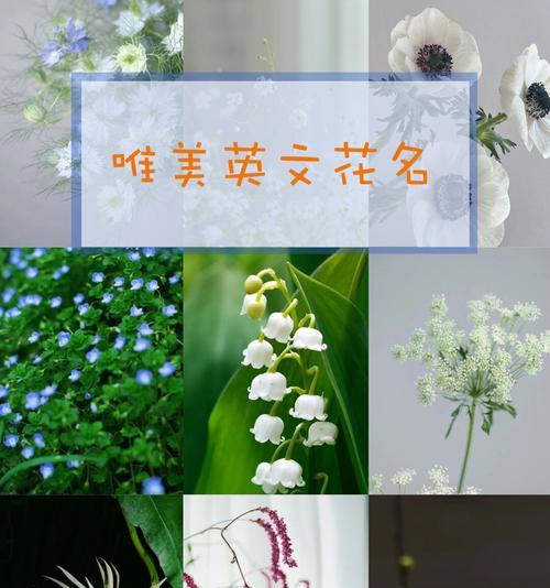 花语隐藏在花中意味着什么？