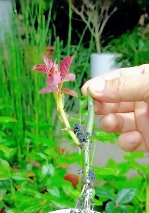 玫瑰花单片叶子怎么养？如何促进生根？