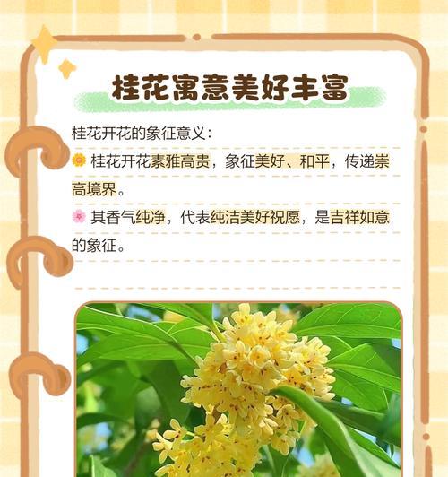 桂花的不同形态有哪些花语和寓意？