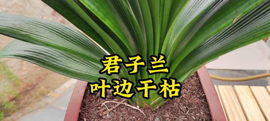 君子兰叶子不整齐如何调整？