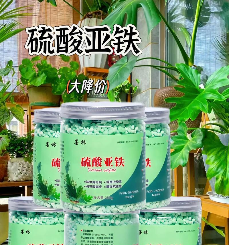 君子兰养得好有什么秘诀？