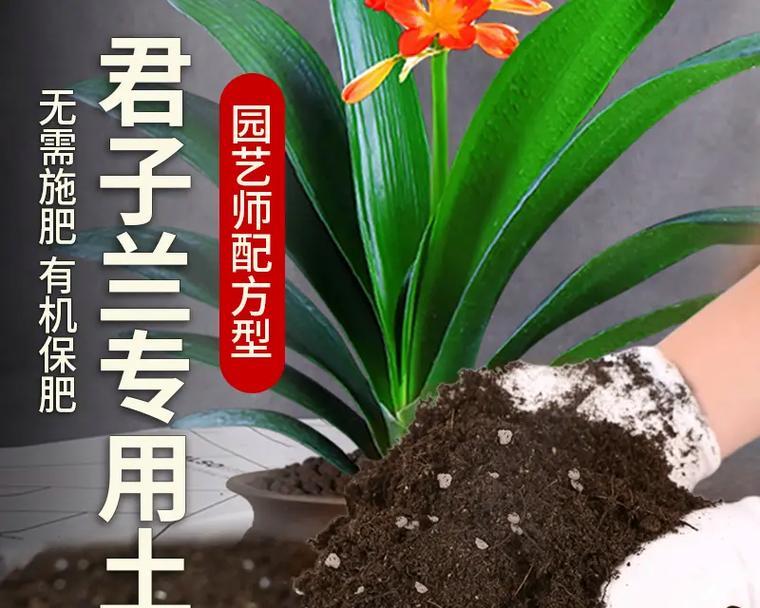 君子兰养得好有什么秘诀？