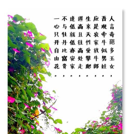 夜牵牛花的花语和象征意义是什么？