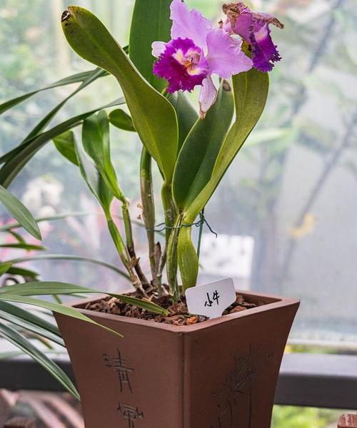 磁花盆种植君子兰有哪些要点？
