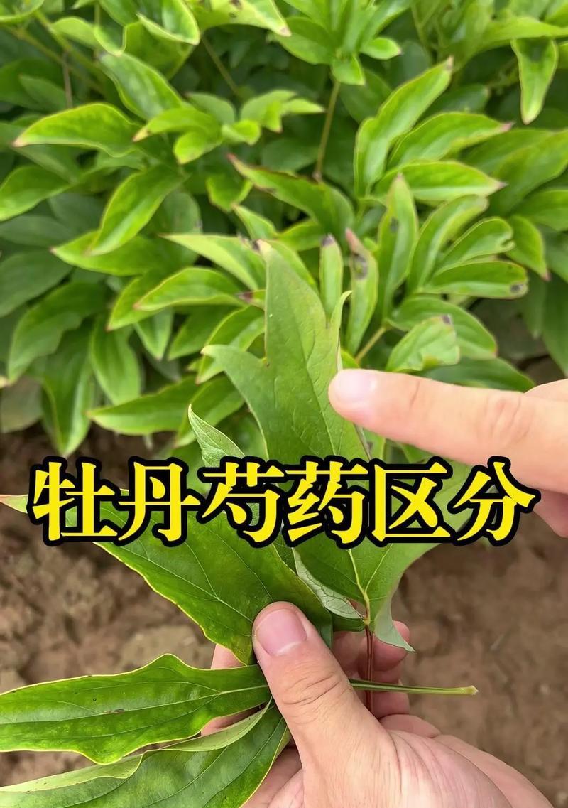 种植牡丹花的人少的原因是什么？
