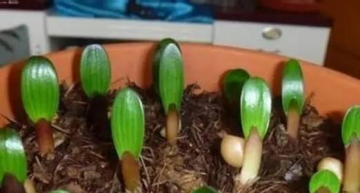 君子兰种子用松针种植效果如何？具体步骤是什么？