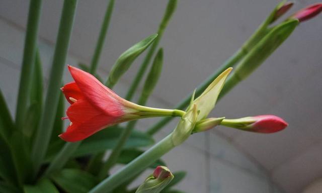 红有茎君子兰开花周期是多久？如何加速开花？