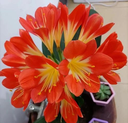 红有茎君子兰开花周期是多久？如何加速开花？