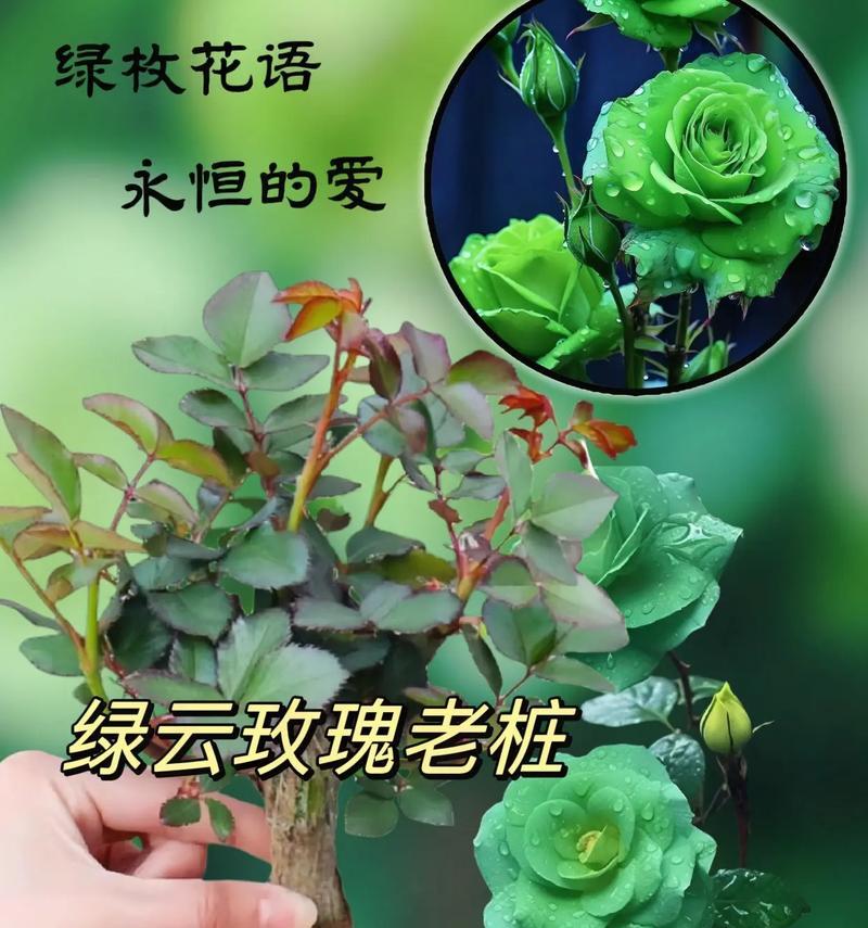 五支玫瑰各自代表了什么花语？