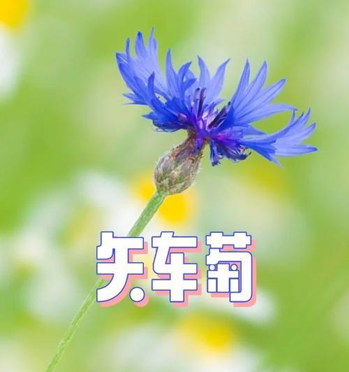 乐萝卜的花语是什么？适合哪种场合赠送？