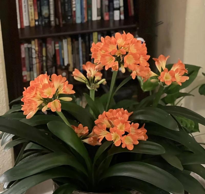 君子兰长头后多久能开花结果？