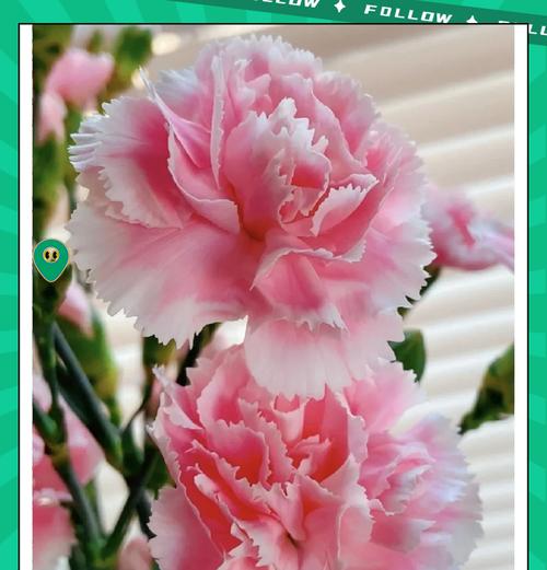 表达感谢的花朵花语是什么？