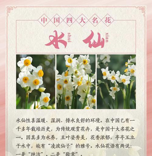 牡丹花333与其他品种有何不同？各自的养护要点是什么？