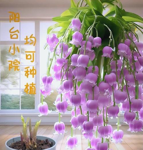 铃兰花的花语大全有哪些？它在花卉中扮演什么角色？