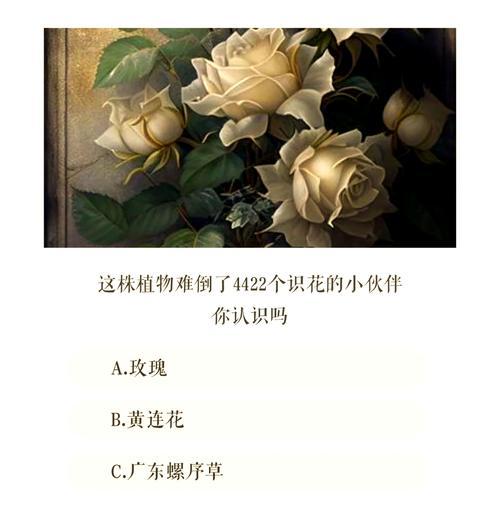 朱小姐四字玫瑰花语有何含义？它在花语中表达了什么？