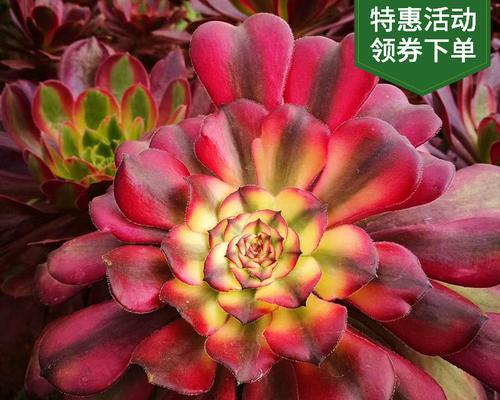 仙人掌美杜莎繁殖方法是什么？如何成功培育新植株？