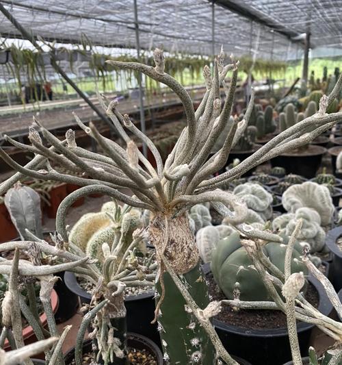 仙人掌美杜莎繁殖方法是什么？如何成功培育新植株？