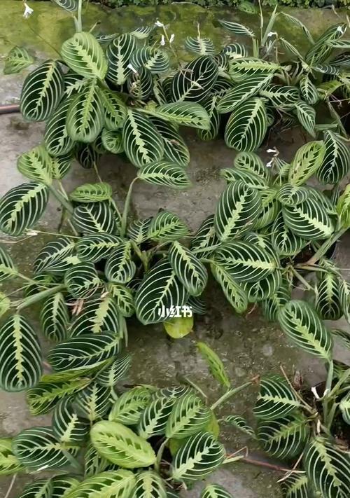 叶蝉竹芋的花语有何特别之处？