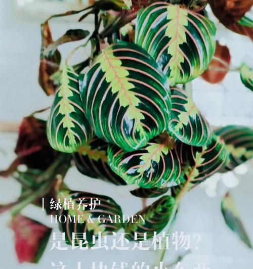 叶蝉竹芋的花语有何特别之处？