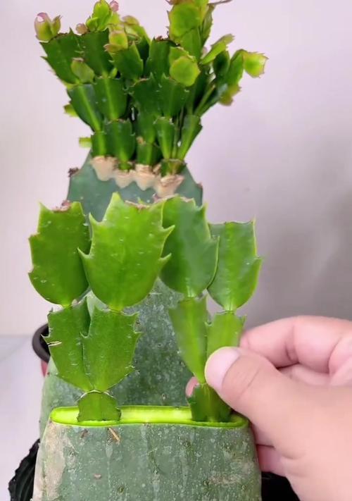 嫁接的仙人掌球好养吗？如何正确养护？