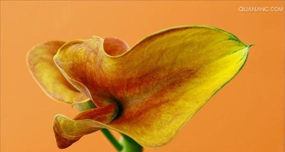 黄色香芋花的含义是什么？