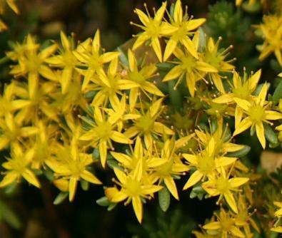 黄色香芋花的含义是什么？