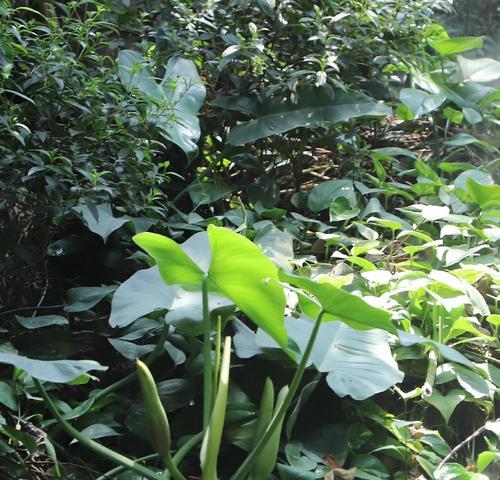 黄色香芋花的含义是什么？
