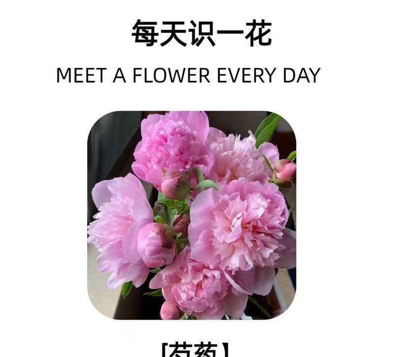 哪种花代表思念之情？