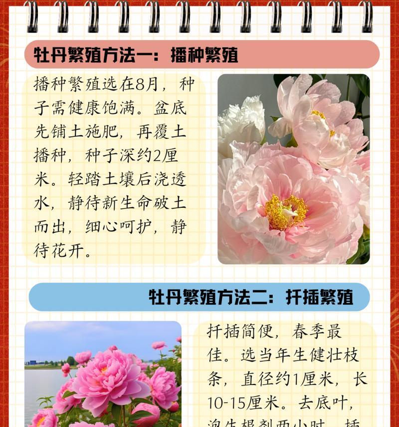 牡丹花与花花的区别是什么？如何区分它们？