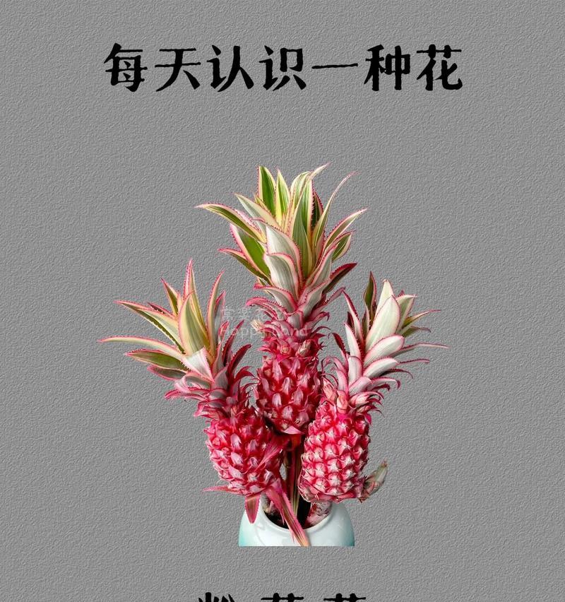 凤梨糖果的花语是什么意思？它代表了什么？