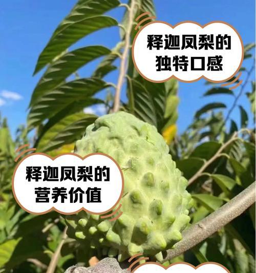凤梨糖果的花语是什么意思？它代表了什么？