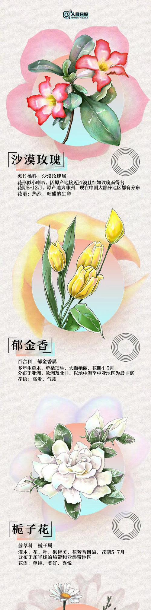 猜花语是什么意思？如何正确表达花语？