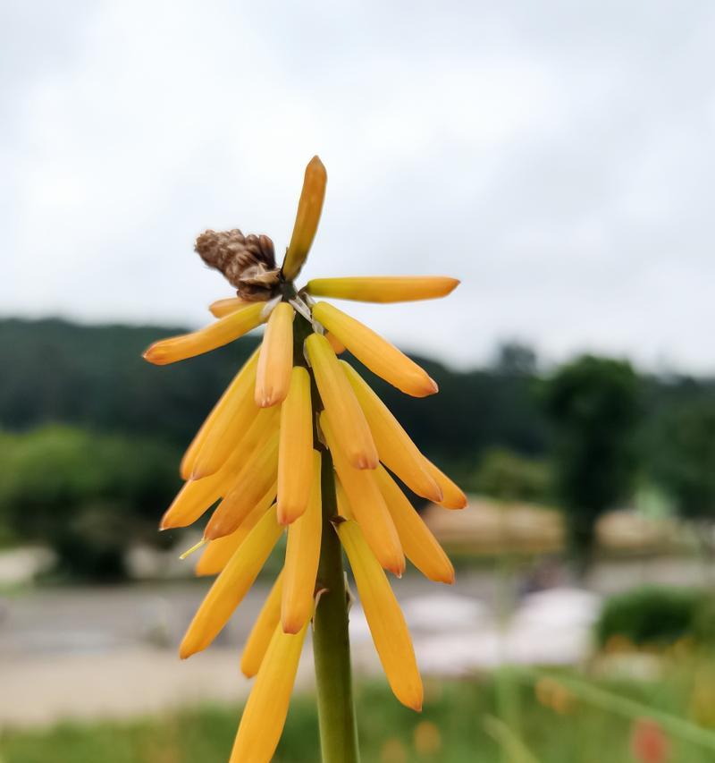 粘火勺的花语代表什么？