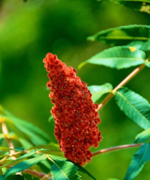 粘火勺的花语代表什么？