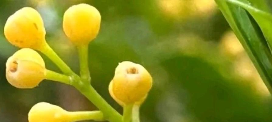 粘火勺的花语代表什么？