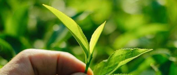 白金龙仙人球的养殖难度如何？正确的养护方法是什么？
