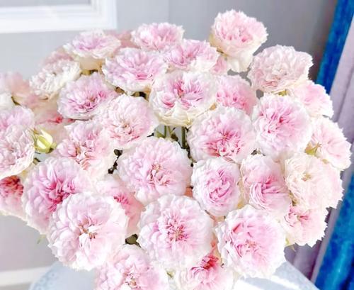 疯狂痴迷的花语是什么？代表了哪些情感？
