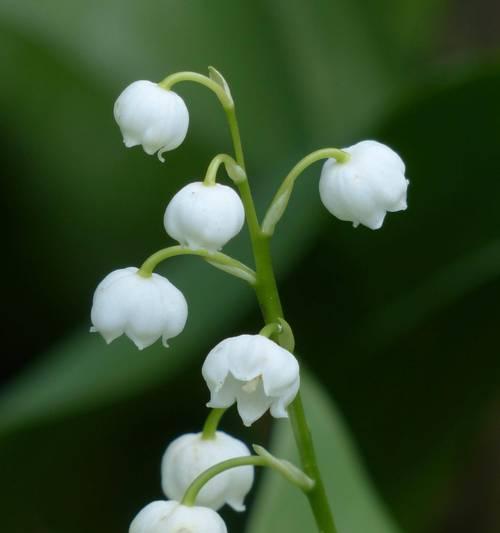疯狂痴迷的花语是什么？代表了哪些情感？