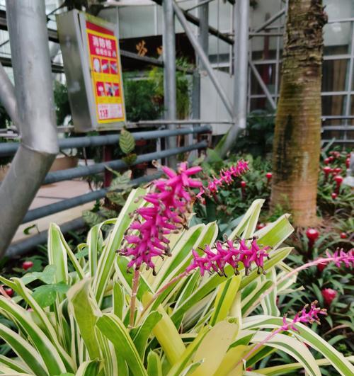 红心凤梨的花语是什么？它代表什么意思？