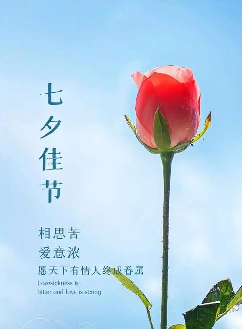 七夕暧昧对象的花语大全有哪些？
