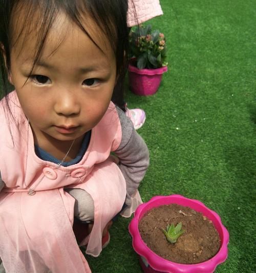 仙人球小南瓜的种植技巧是什么？如何种植才能成功？