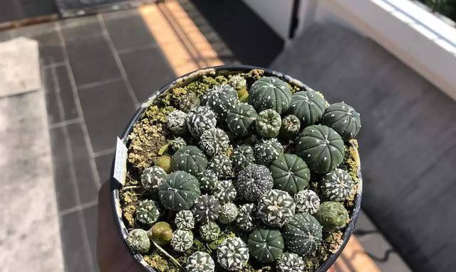 仙人球小南瓜的种植技巧是什么？如何种植才能成功？