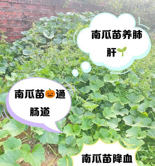 仙人球小南瓜的种植技巧是什么？如何种植才能成功？