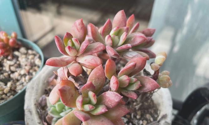 逸禾玫瑰20支装的花语是什么？