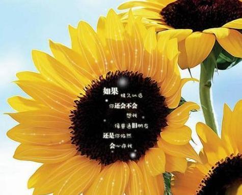 逸禾玫瑰20支装的花语是什么？